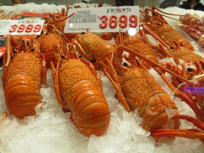 Lobster crustacean meal photo