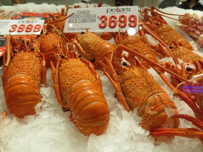 Lobster crustacean meal