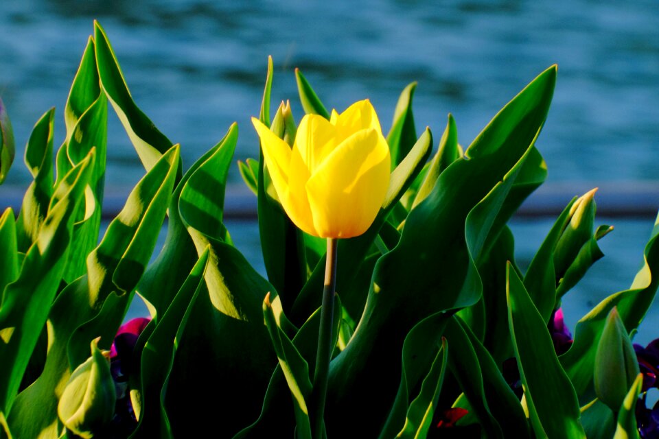 Flowers cut flowers spring flower