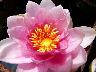 Pink aquatic plant pond plant