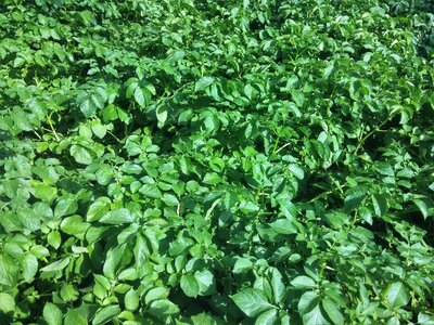 πατατιά potato plant cultivation of potato