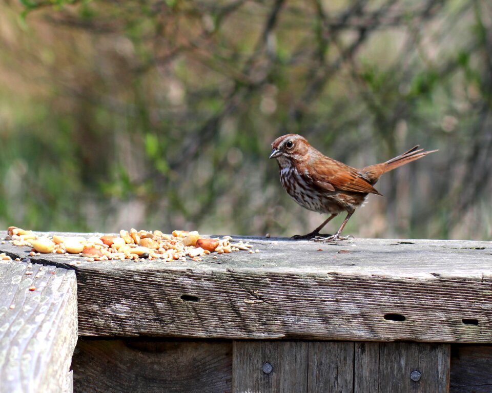 Wildlife cute songbird