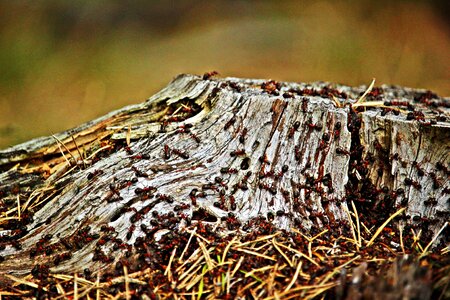 Wood ant colony insect ant population photo