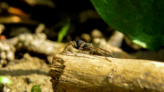 Insect animal garden