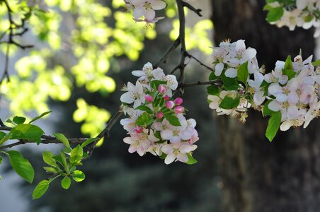Spring alma-ata apple tree