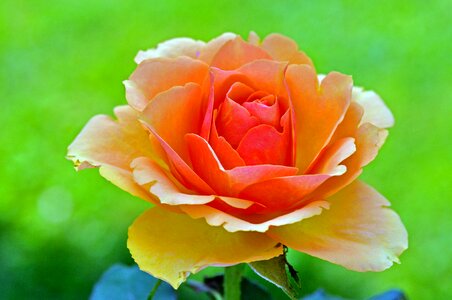 Bloom rose blooms nature