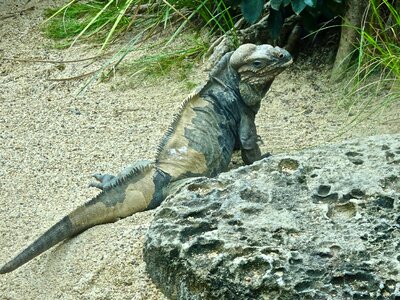 Wild dragon camouflage