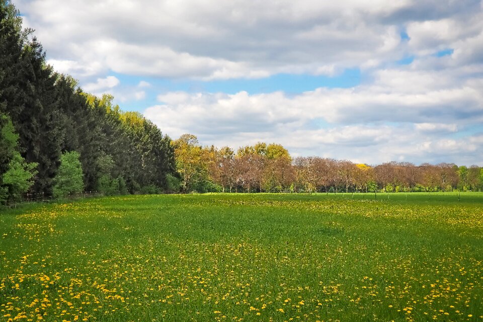 Field trees horizon