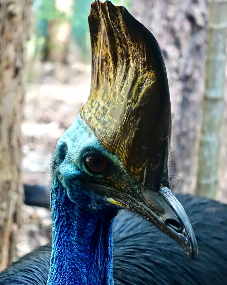 Australian wildlife large