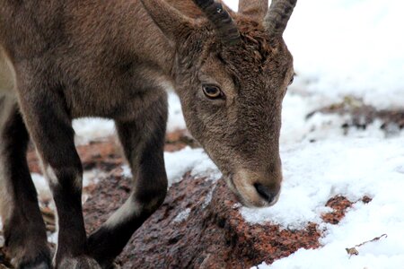 Capra cylindricornis are goat the female tour