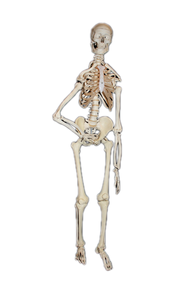 Skull skull and crossbones medical