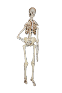 Skull skull and crossbones medical photo