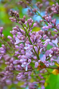 Flower garden nature