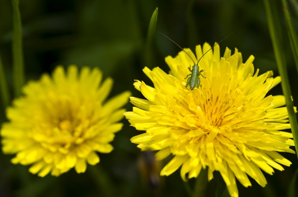 Close up grasshopper spring