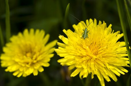 Close up grasshopper spring photo