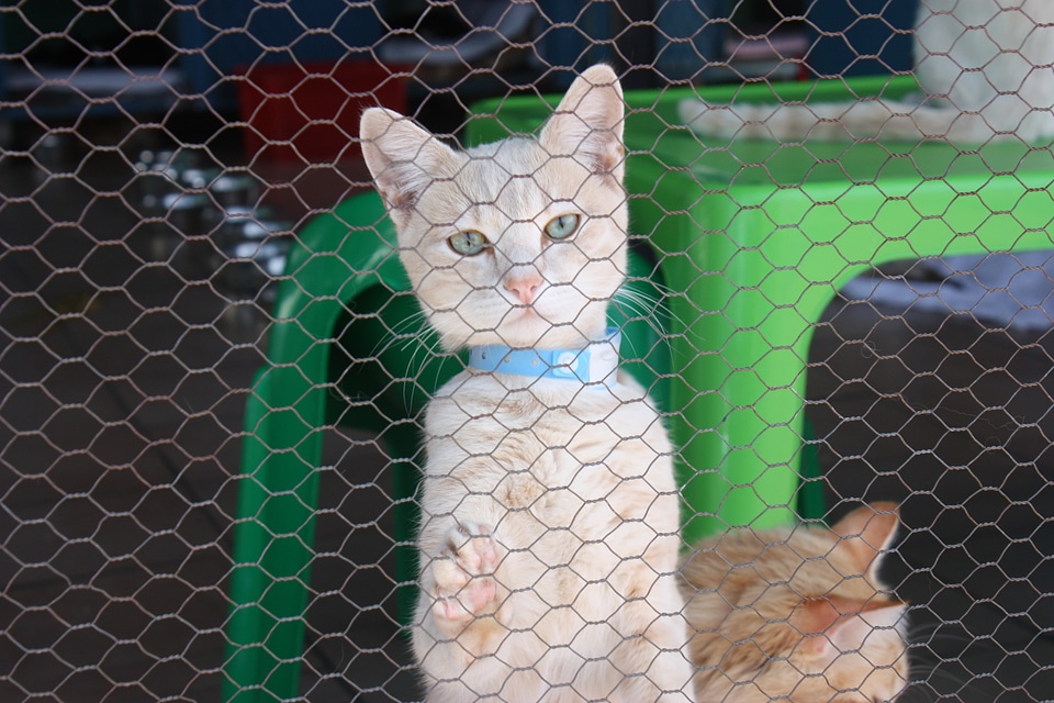 Cat face cute cat cat's eyes