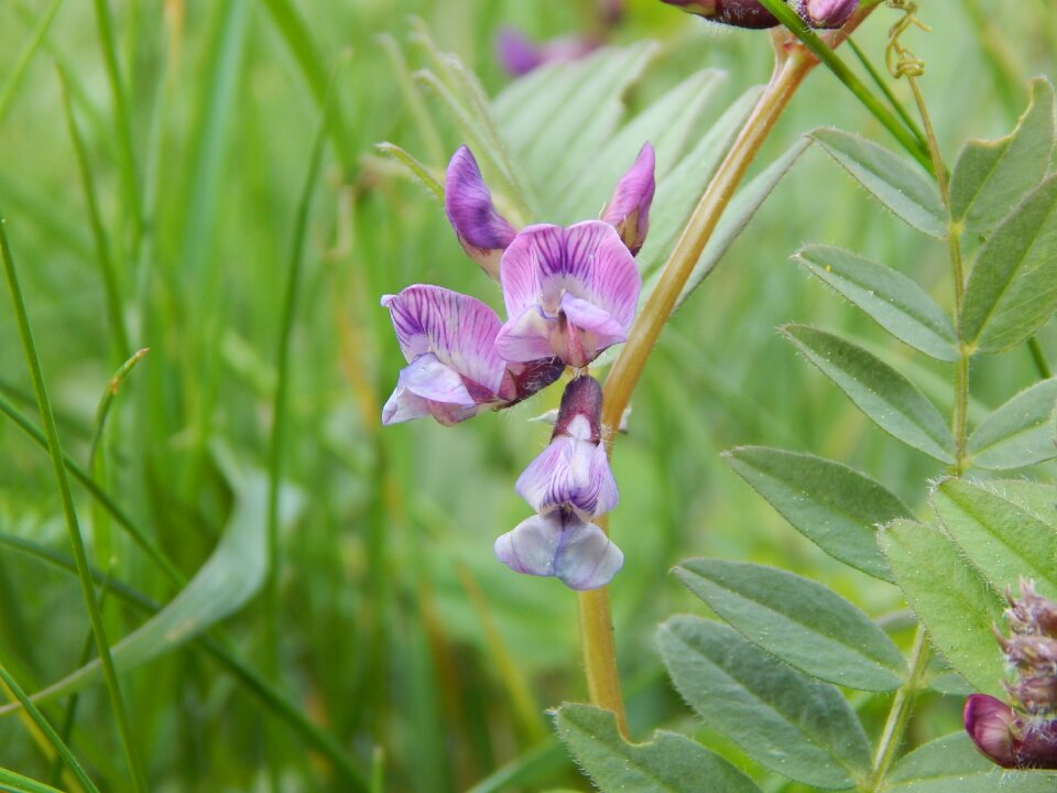 Close up spring mountain-grass pea photo