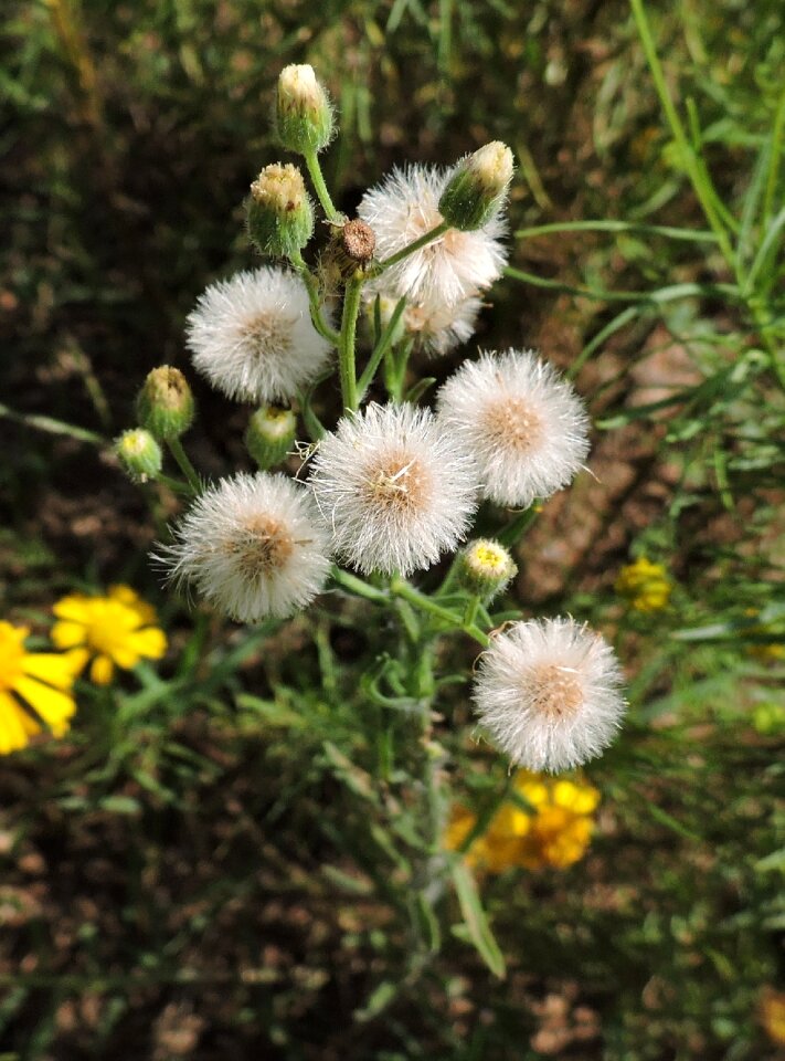 Nature plant natural