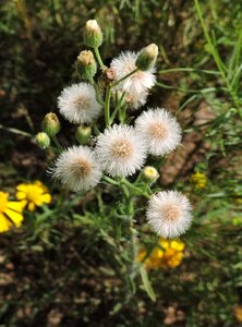 Nature plant natural