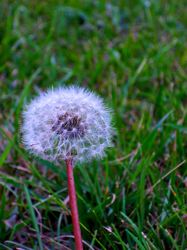 Spring dandelion