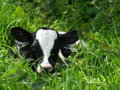 Animals farm calf photo