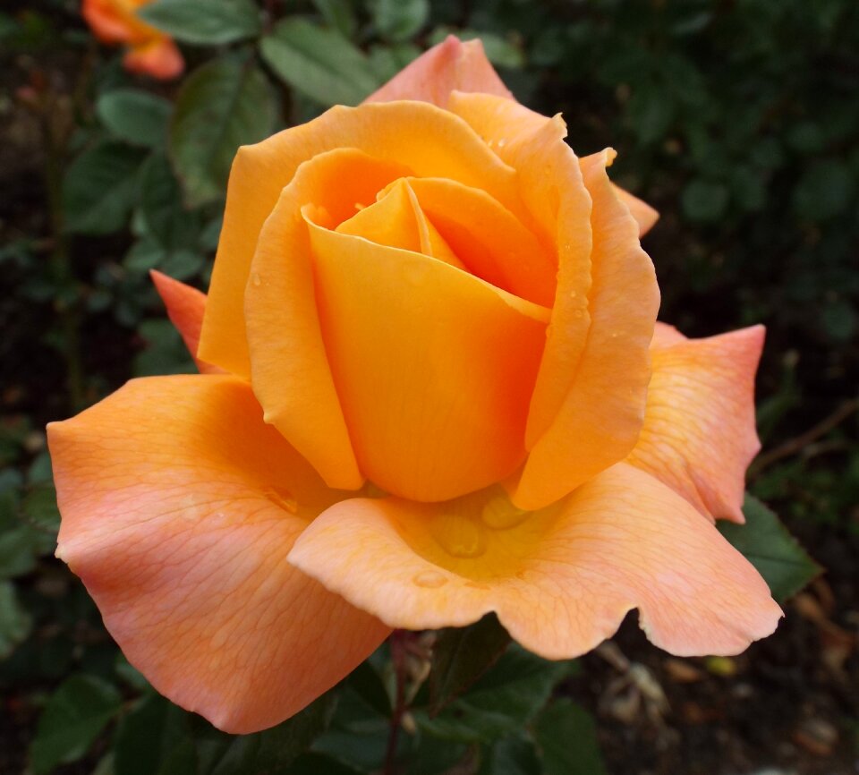 Rose bloom flower floribunda