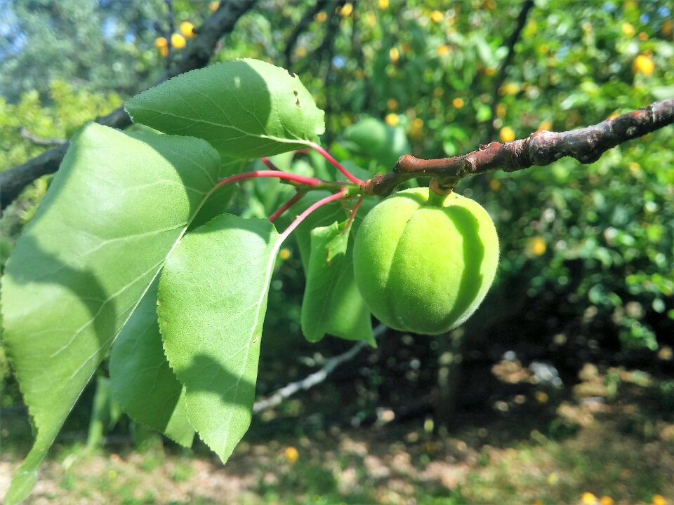 Apricot apricot green apricot tree