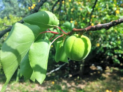 Apricot apricot green apricot tree