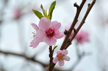 Spring bloom flowers pink photo