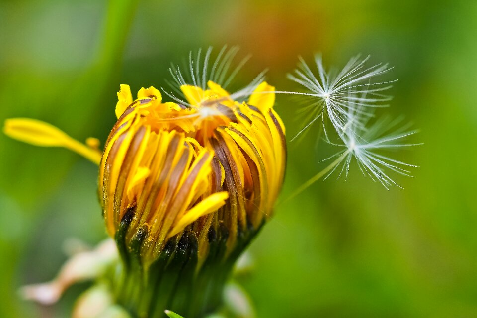 Bloom plant nature