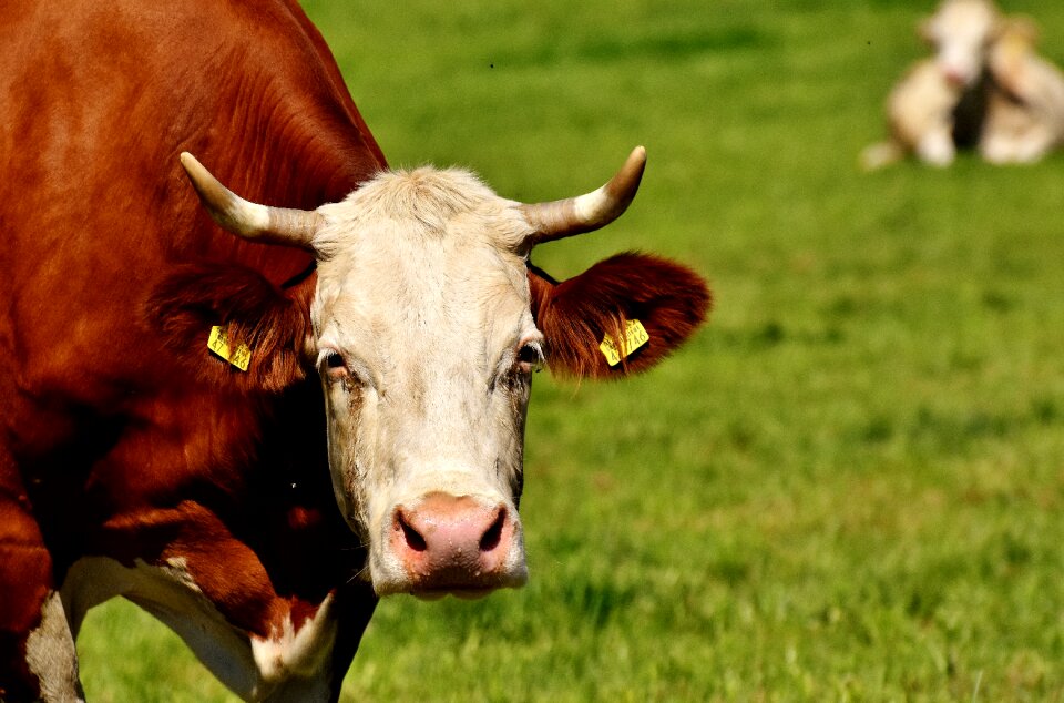 Livestock farm animal animal world