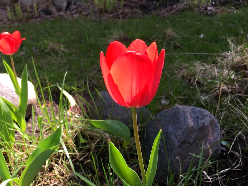 Flora nature spring