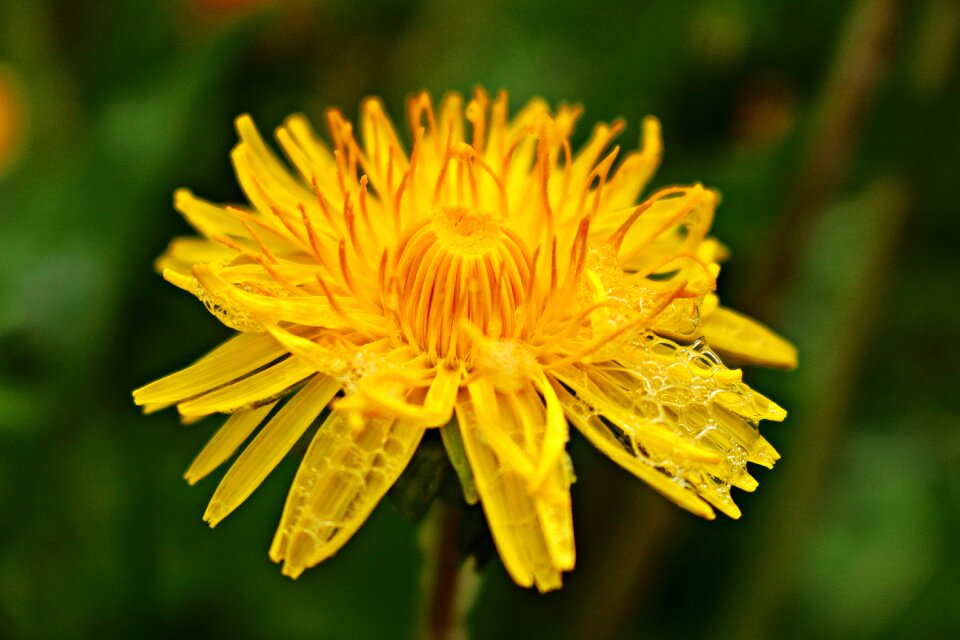 Dandelion plant yellow