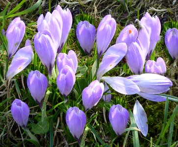 Spring meadow purple flower spring crocus photo