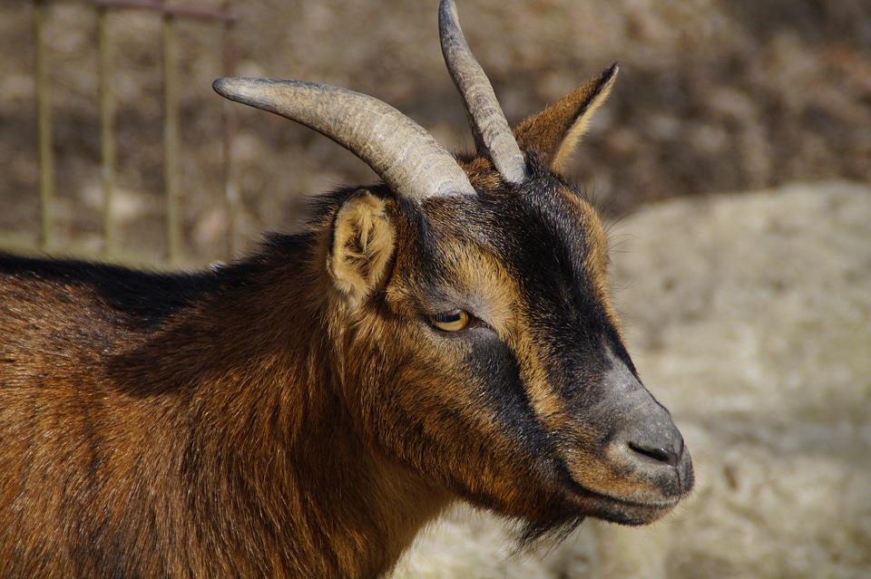 Horns side close up