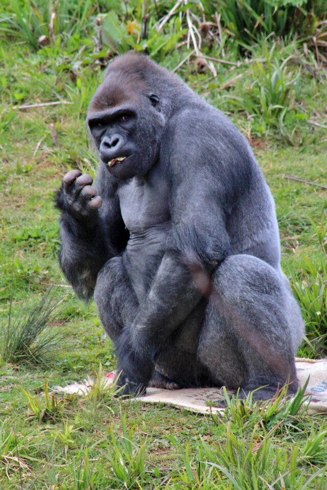 Ape sitting