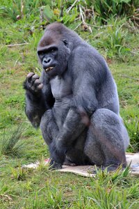 Ape sitting photo