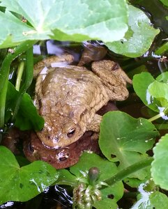 Unken spawn reproduction