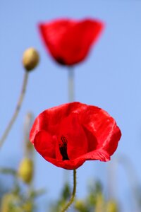 Summer klatschmohn close up