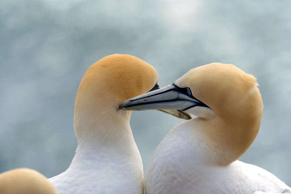 Smooch helgoland north sea