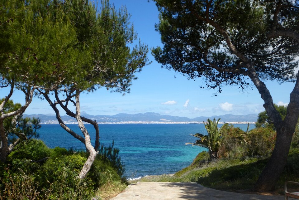 Sea trees view