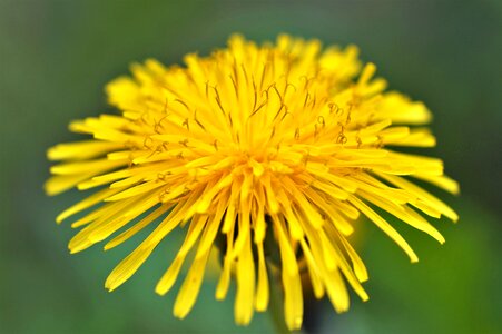 Spring flower garden