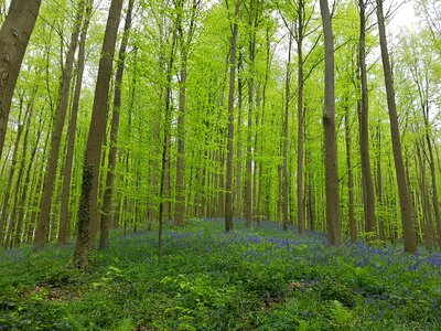 Nature wood scenic