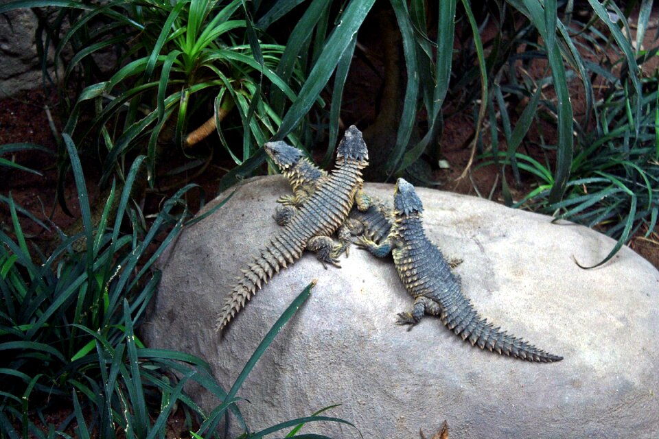 Geckos lizards trio