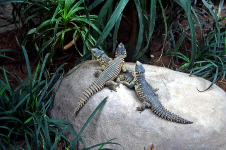 Geckos lizards trio
