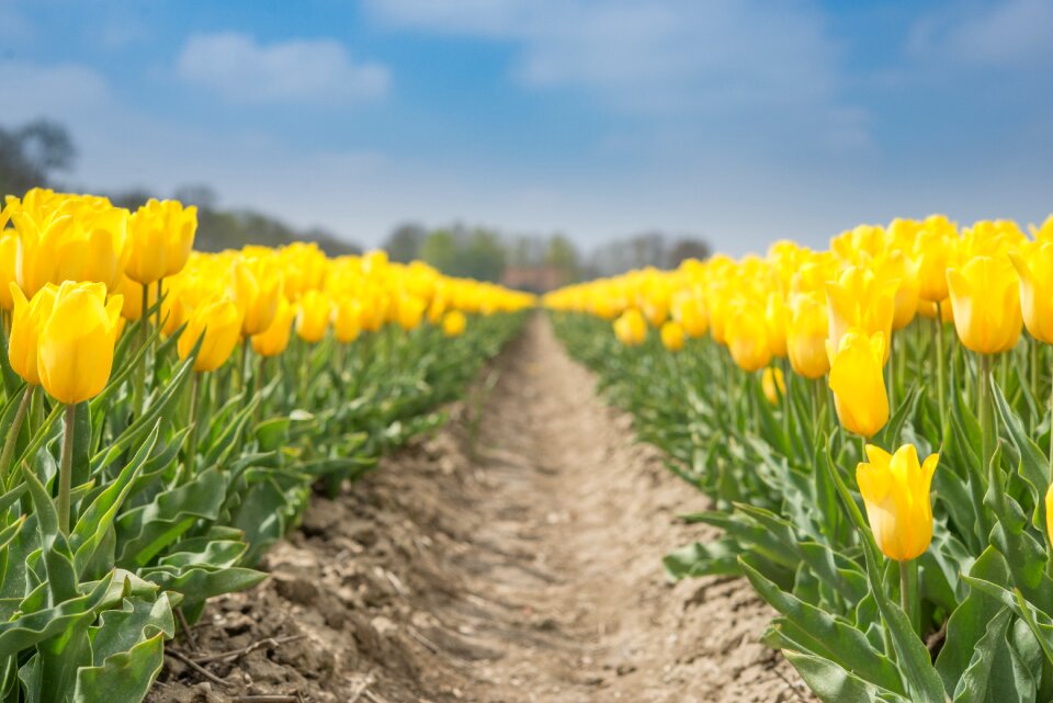 Spring flower floral