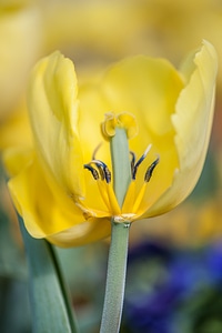 Nature tulips blossom photo