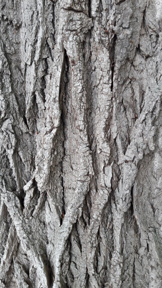 Structure nature forest