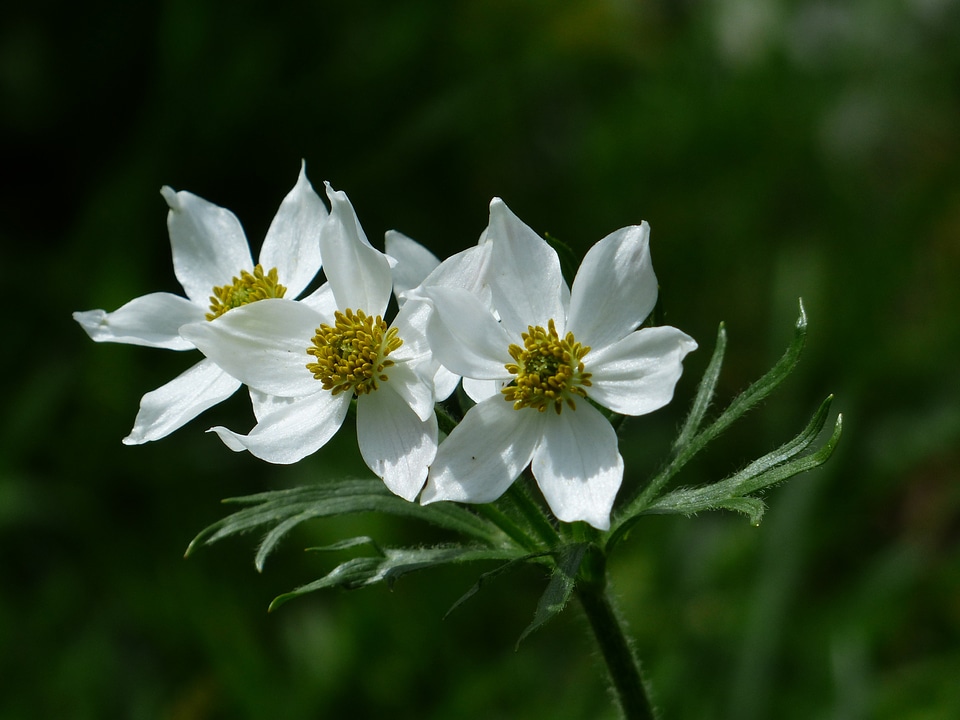 Narcissus flowered anemone mountain chicken mountain halili