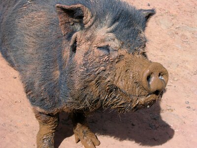 Pig farm